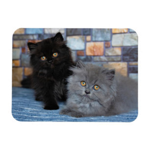 Cutest Baby Animals   Persian Kittens on Blanket Magnet