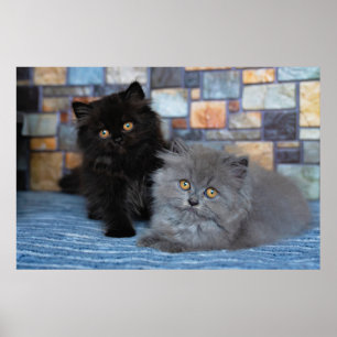 Cutest Baby Animals   Persian Kittens on Blanket Poster