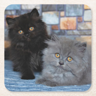 Cutest Baby Animals Persian Kittens on Blanket Square Paper Coaster
