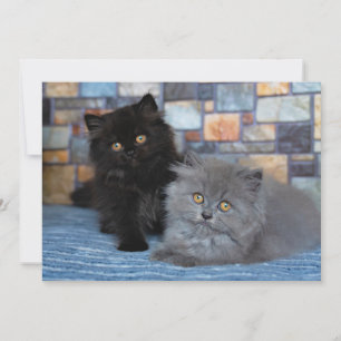 Cutest Baby Animals   Persian Kittens on Blanket Thank You Card