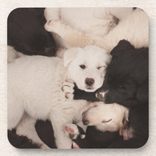 Cutest Baby Animals Pile of Puppies Coaster