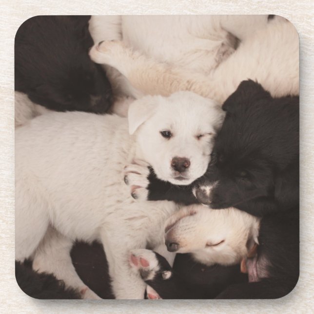 Cutest Baby Animals | Pile of Puppies Coaster (Front)