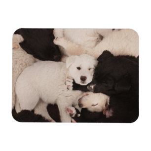 Cutest Baby Animals Pile of Puppies Magnet