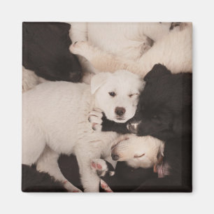 Cutest Baby Animals Pile of Puppies Magnet