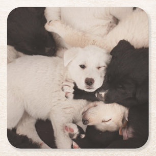 Cutest Baby Animals Pile of Puppies Square Paper Coaster