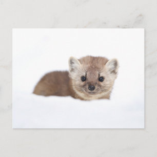 Cutest Baby Animals Pine Marten Postcard