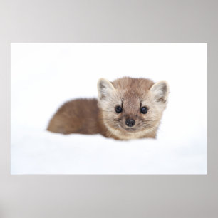 Cutest Baby Animals   Pine Marten Poster