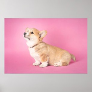 Cutest Baby Animals   Pink Corgi Puppy Poster