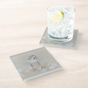 Cutest Baby Animals   Piping Plover Chick Glass Coaster