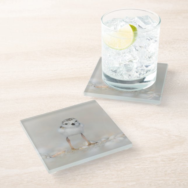 Cutest Baby Animals | Piping Plover Chick Glass Coaster (Angled)