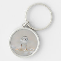 Cutest Baby Animals | Piping Plover Chick