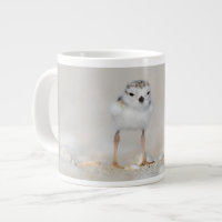 Cutest Baby Animals | Piping Plover Chick