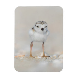 Cutest Baby Animals Piping Plover Chick Magnet