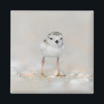 Cutest Baby Animals | Piping Plover Chick Magnet<br><div class="desc">This cute Getty Images photo features a one day old,  Piping Plover chick standing on the sand on the beach Long Island,  New York.</div>