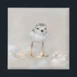 Cutest Baby Animals | Piping Plover Chick Magnet<br><div class="desc">This cute Getty Images photo features a one day old,  Piping Plover chick standing on the sand on the beach Long Island,  New York.</div>