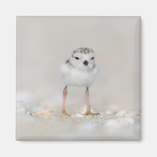Cutest Baby Animals | Piping Plover Chick Magnet