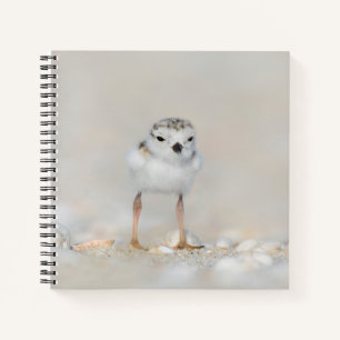 Cutest Baby Animals   Piping Plover Chick Notebook