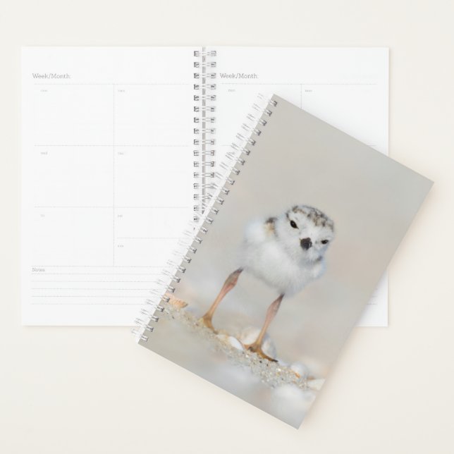 Cutest Baby Animals | Piping Plover Chick Planner (Display)