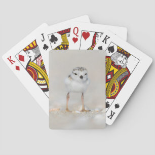 Cutest Baby Animals   Piping Plover Chick Playing Cards