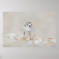 Cutest Baby Animals | Piping Plover Chick