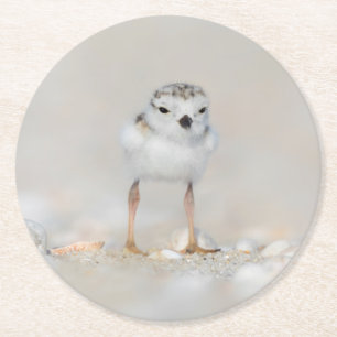 Cutest Baby Animals   Piping Plover Chick Round Paper Coaster