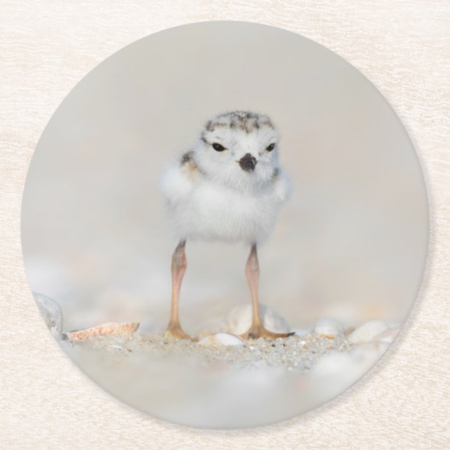 Cutest Baby Animals | Piping Plover Chick Round Paper Coaster (Front)