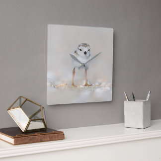 Cutest Baby Animals | Piping Plover Chick Square Wall Clock