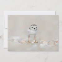 Cutest Baby Animals | Piping Plover Chick