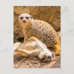 Cutest Baby Animals Playful Meerkats Postcard