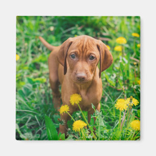 Cutest Baby Animals Pointer Puppy Magnet