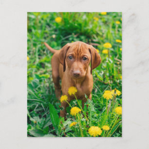 Cutest Baby Animals Pointer Puppy Postcard