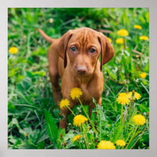 Cutest Baby Animals Pointer Puppy Poster
