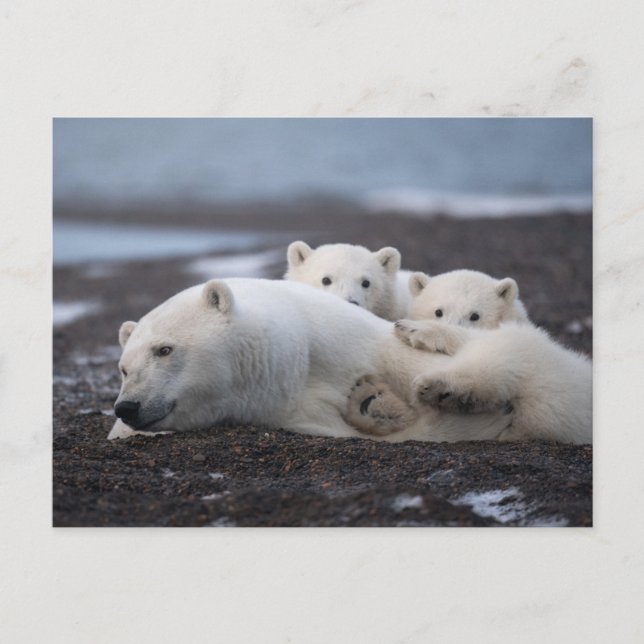 Cutest Baby Animals | Polar Bear Family Alaska Postcard (Front)