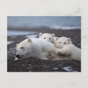 Cutest Baby Animals   Polar Bear Family Alaska Postcard