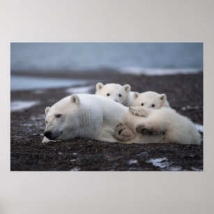 Cutest Baby Animals   Polar Bear Family Alaska Poster
