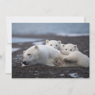 Cutest Baby Animals Polar Bear Family Alaska Thank You Card