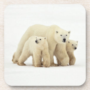 Cutest Baby Animals Polar Bear Family Coaster