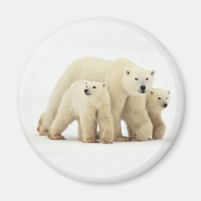 Cutest Baby Animals | Polar Bear Family Magnet (Front)