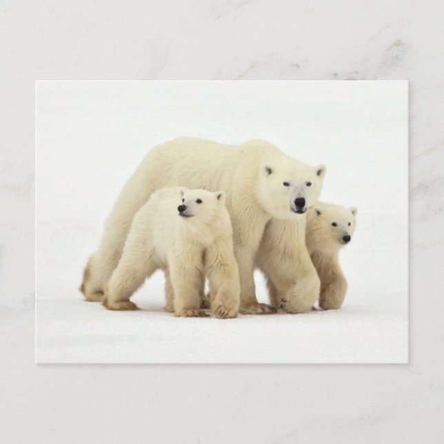 Cutest Baby Animals | Polar Bear Family Postcard (Front)