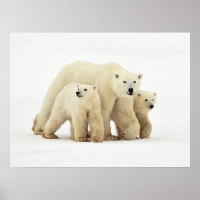 Cutest Baby Animals | Polar Bear Family Poster (Front)