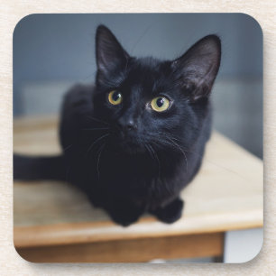 Cutest Baby Animals Portrait of a Black Cat Coaster