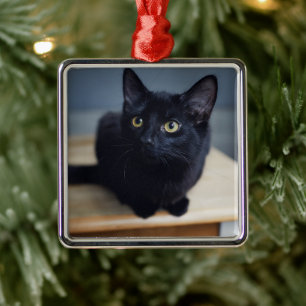 Cutest Baby Animals   Portrait of a Black Cat Metal Ornament