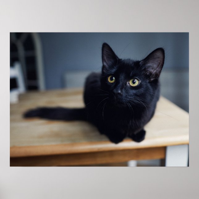 Cutest Baby Animals | Portrait of a Black Cat Poster (Front)