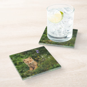 Cutest Baby Animals Red Fox at Umnak Alaska Glass Coaster