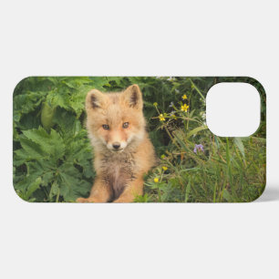 Cutest Baby Animals   Red Fox at Umnak Alaska iPhone 13 Case