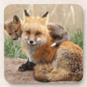 Cutest Baby Animals   Red Fox & Baby Coaster