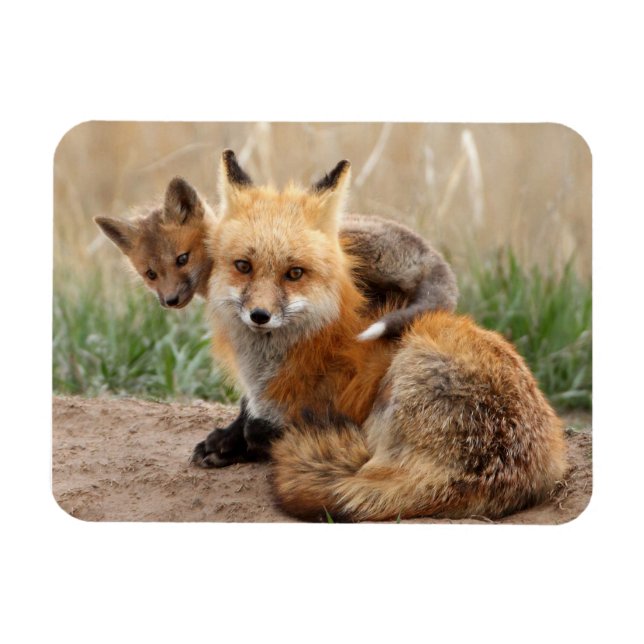 Cutest Baby Animals | Red Fox & Baby Magnet (Horizontal)