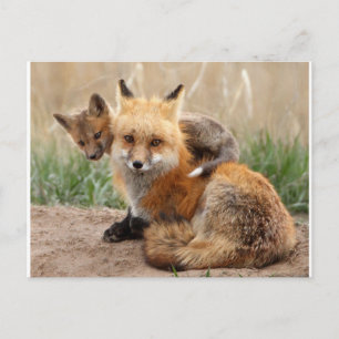 Cutest Baby Animals Red Fox & Baby Postcard