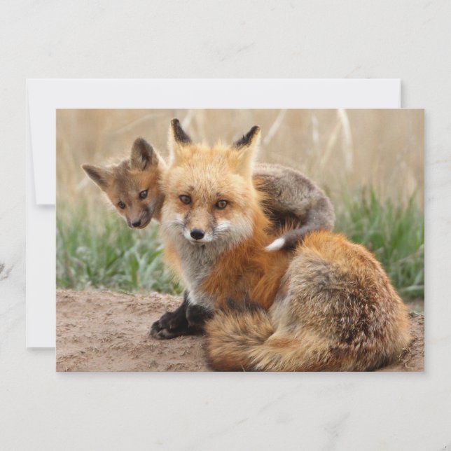 Cutest Baby Animals | Red Fox & Baby Thank You Card (Front)