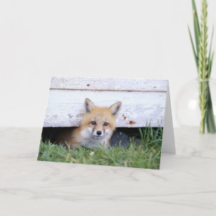 Cutest Baby Animals Red Fox Kit Peeking Card